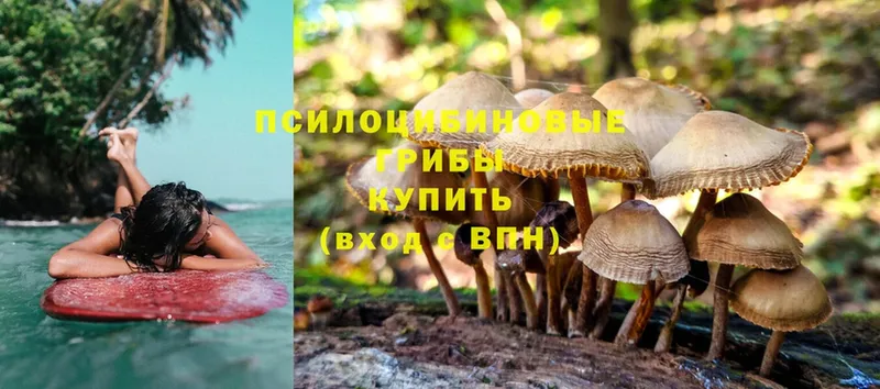 Галлюциногенные грибы MAGIC MUSHROOMS  ОМГ ОМГ зеркало  Тырныауз  продажа наркотиков 